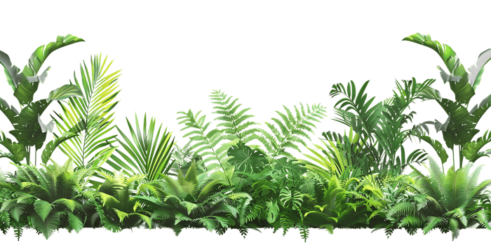 Tropical Green Leaves Illustration png
