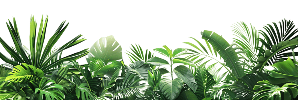 Tropical Leaves Illustration png