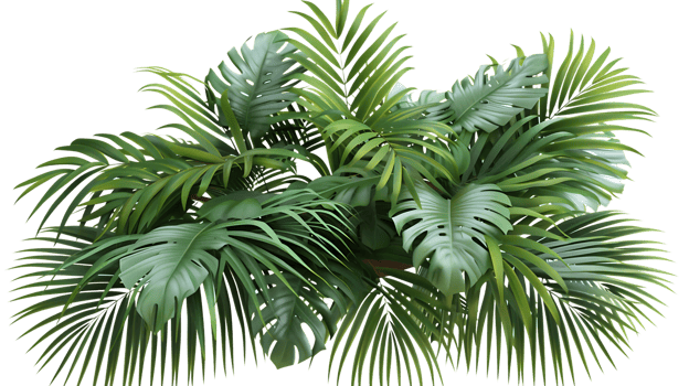 Illustration of Lush Green Tropical Palm Leaves png