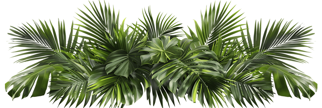 Tropical Green Palm Leaf Illustration png
