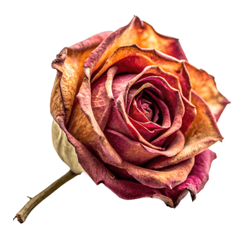 dry rose isolated on a translucent background png