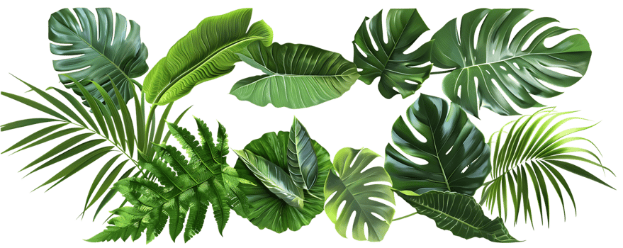 Green Tropical Leaves Illustration png