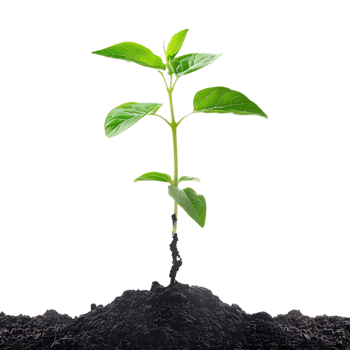 Green Sprout Emerging from Dark Soil - Realistic Image png