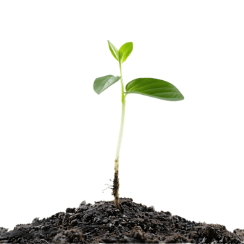 Single Green Sprout Emerging From Dark Soil - Realistic Image png