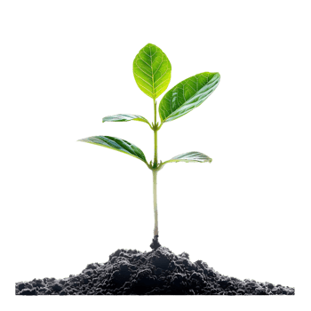 Green Plant Sprout Emerging From Soil - Realistic Image png