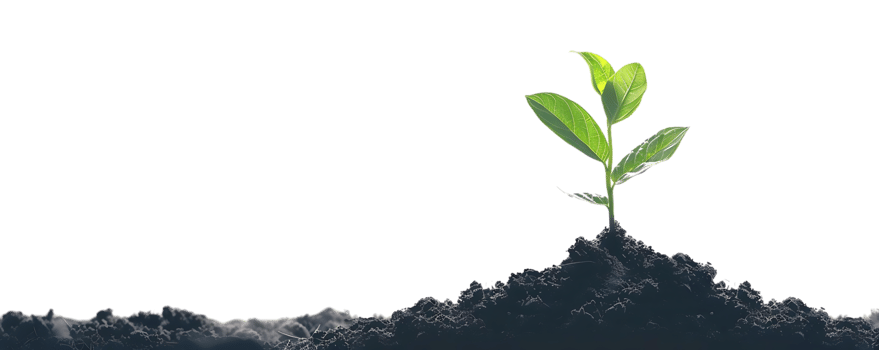 Green Plant Sprout Emerging From Dark Soil - Realistic Image png