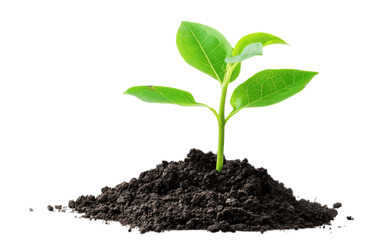 Green Plant Sprout Growing From Soil Realistic Image png