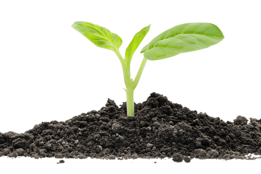 Green Plant Sprouting from Soil - Photo png
