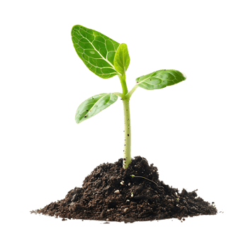 Green Plant Sprout in Soil, Photo png