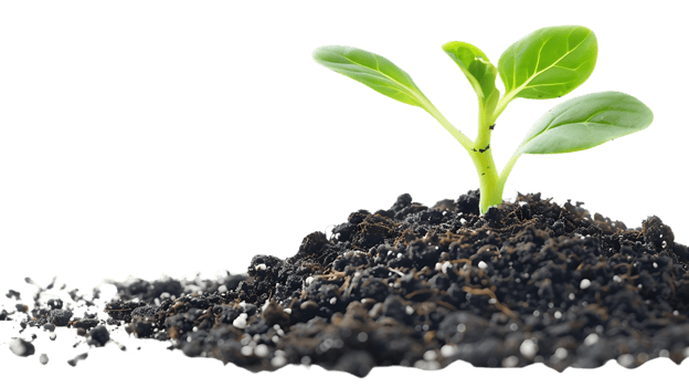 Green Plant Sprouting from Dark Soil - Realistic Photo png