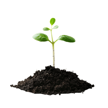 Small Green Plant Sprouting from Soil - Photo png