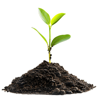 Green Plant Sprout Growing From Soil - Photo png