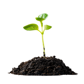 Green Sprout Emerging from Dark Soil - Photo png