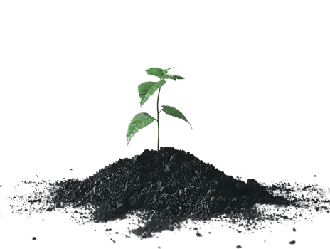 Illustration of a Small Green Plant Growing from Black Soil png