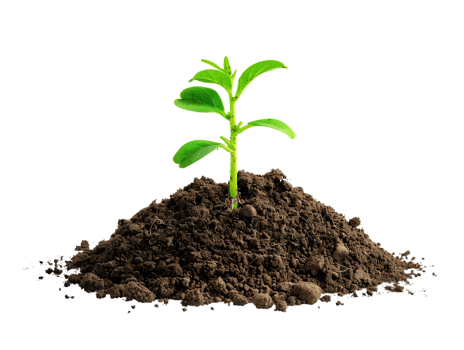 Green Sprout Growing from Soil - Realistic Image png