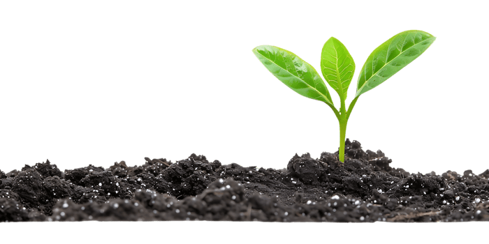 Green Sprout Growing in Soil - Photo png