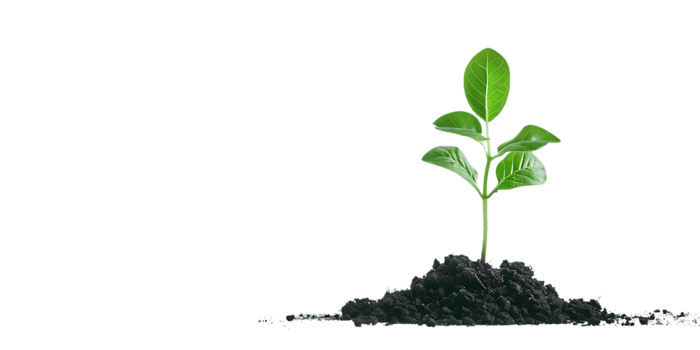 Green Plant Sprouting from the Soil Realistic Image png