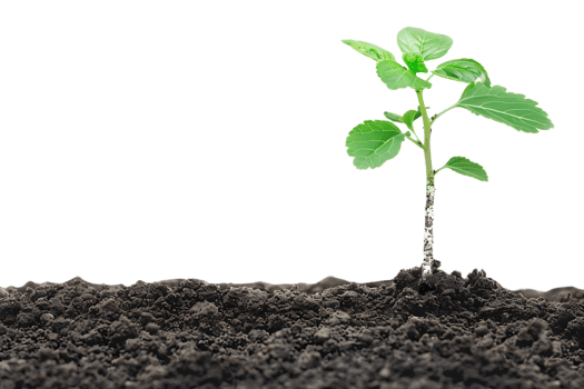 Green Plant Sprout Growing from Soil Realistic Image png