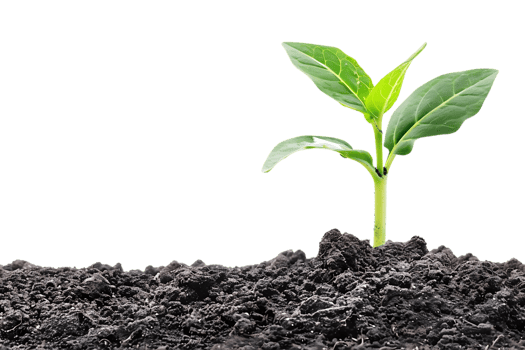 Green Plant Sprouting From Soil Realistic Image png