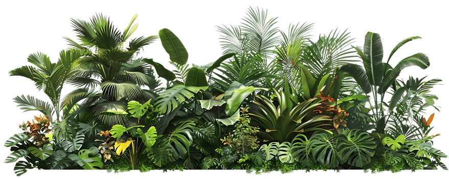 Tropical Jungle Foliage Illustration png