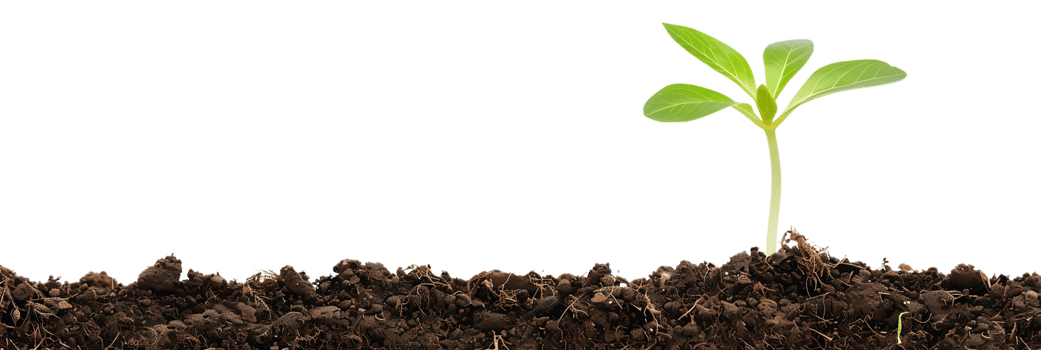Green Sprout Growing From Soil Realistic Image png