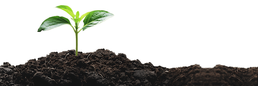 Green Plant Sprout Growing in Soil - Realistic Photo png