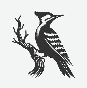 Majestic Woodpecker Silhouette,A Symbol of Nature's Resilience white background vector