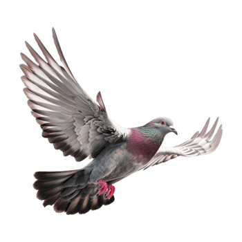 Cute Dove or Pigeon Flying on Transparent Background png