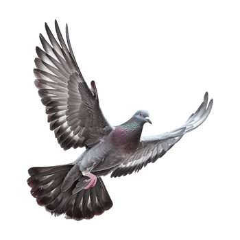 Cute Dove or Pigeon Flying on Transparent Background png