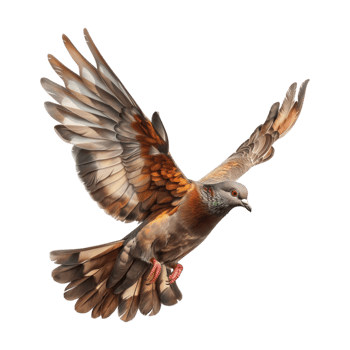 Cute Dove or Pigeon Flying on Transparent Background png