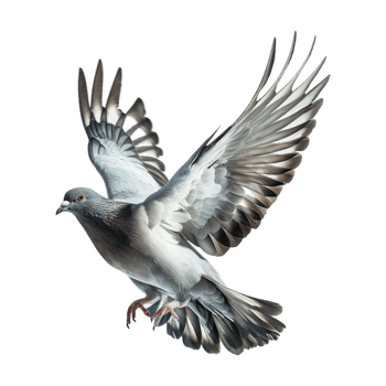 Cute Dove or Pigeon Flying on Transparent Background png