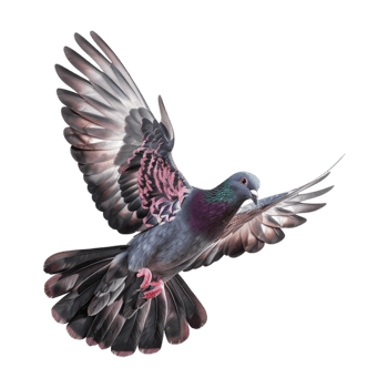 Cute Dove or Pigeon Flying on Transparent Background png