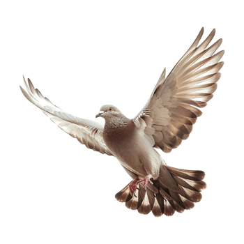 Cute Dove or Pigeon Flying on Transparent Background png