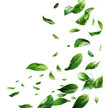 Leaves Flying in Air on Transparent Background png