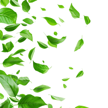 Leaves Flying in Air on Transparent Background png