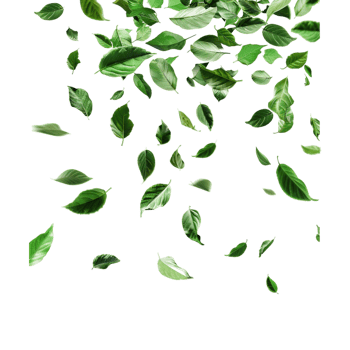 Leaves Flying in Air on Transparent Background png