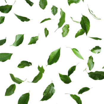 Leaves Flying in Air on Transparent Background png