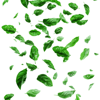 Leaves Flying in Air on Transparent Background png