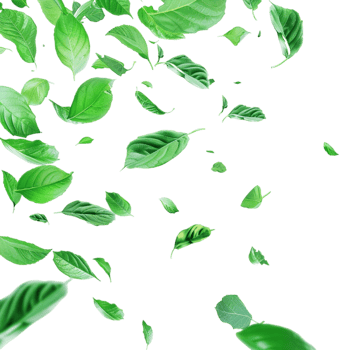 Leaves Flying in Air on Transparent Background png
