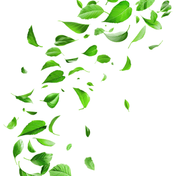 Leaves Flying in Air on Transparent Background png