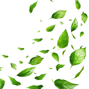 Leaves Flying in Air on Transparent Background png
