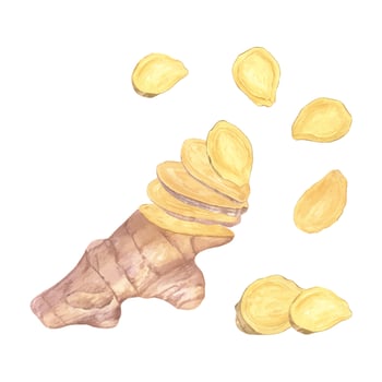 Ginger root heap. Whole and slices ginger. Watercolor illustration illustration isolated on white. Natural organic product for recipe, package. For treating colds, strengthening the immune system vector