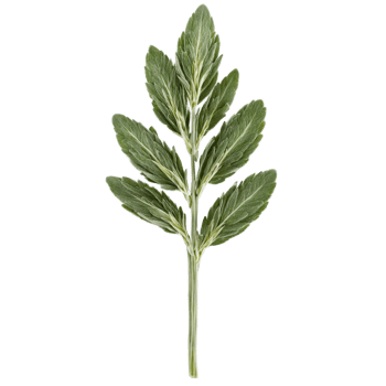 Sage with fuzzy leaves and stems in scattered composition Food and culinary concept png