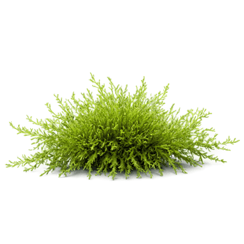 Moss Leaf small green delicate leaf with a slightly wavy texture forming a dense mat png