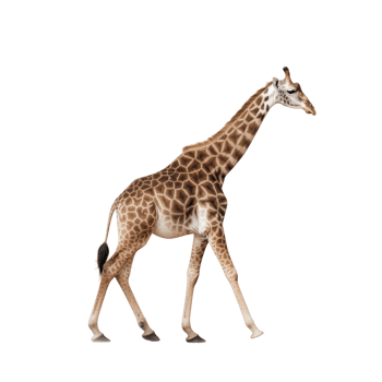 Giraffe walking isolated on transparent background png