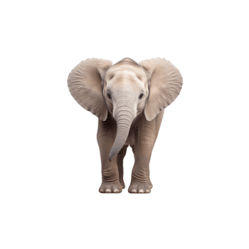 Baby elephant isolated on transparent background png