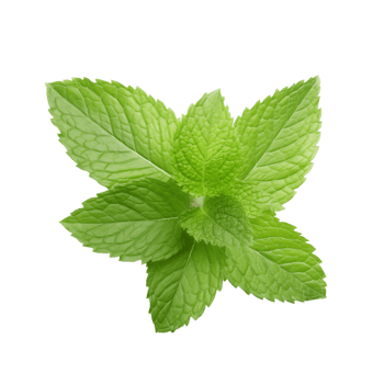 Mint leaves isolated on transparent background png