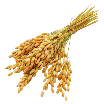 Close up paddy rice ears isolated on transparent background png