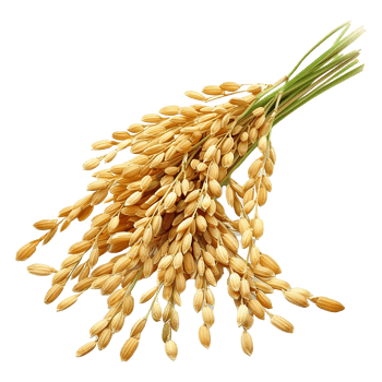 Close up paddy rice ears isolated on transparent background png