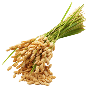 Close up paddy rice ears isolated on transparent background png